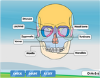 Label parts of the human skull quiz
